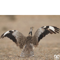 گونه هوبره Macqueenii Bustard